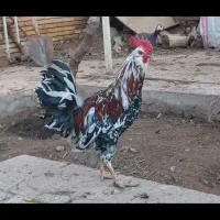 فروش تخم مرغ گلین وغاز