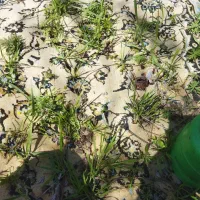 نهال سماق مرغوب