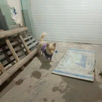 سگ پاکوتاه|سگ|تاکستان, |دیوار