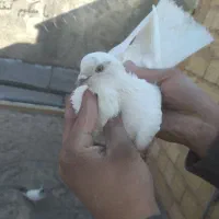 کفتر رنگی|پرنده|قم, نوبهار|دیوار