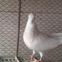 چندتا کبوتر|پرنده|گناباد, |دیوار