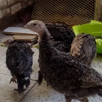 قفس. کوشین|لوازم جانبی حیوانات|مشهد, حجت|دیوار