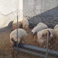 بره صادراتی