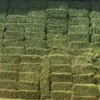 یونجه