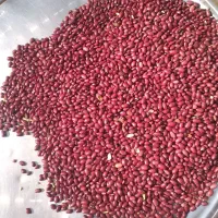 ۵تن لوبیا قرمز به شرط پخته