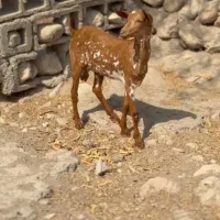 ماده کوچک و بزرگ|حیوانات مزرعه|نائین, |دیوار