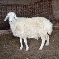 سوسنگرد روستای ساریه