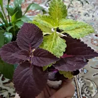 سه نوع گل زیبا  و شیک فروشی