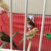 جوجه قناری سرخ|پرنده|شیراز, سفیرشمالی|دیوار