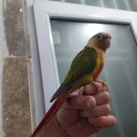 گرینچیک دستی|پرنده|مشهد, خرمشهر|دیوار