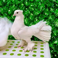 کبوتر کفتر امریکایی دم چتری زینتی پاپر ماده