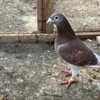 تعداد ۵ عدد قورگی