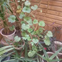 گل و گیاه آلوئه ورا شمعدونی ...