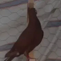 کبوترم گم شده