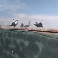 کبوتر گرباتی(مخمل)