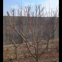 هرس درخت|خدمات باغبانی و درختکاری|بروجرد, |دیوار