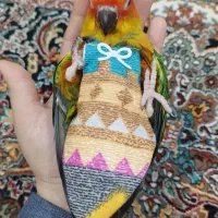 طوطی خورشیدی سانکانور|پرنده|رشت, کوی عرفان|دیوار