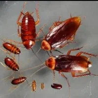 سمپاشی حشرات 100%تضمینی کل حشرات موزی ساس سوسک بید|خدمات نظافت|تهران, تجریش|دیوار