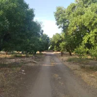 باغ|فروش زمین و ملک کلنگی|سامان, |دیوار