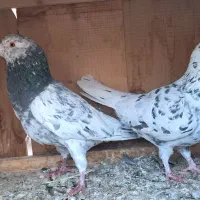 سار|پرنده|بجنورد, |دیوار