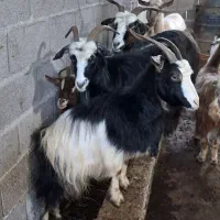 بز های جوان ۱ ساله حدود ۴۰ کیلویی گوسفند|حیوانات مزرعه|رشت, بازار|دیوار