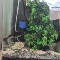 فروش ماهی پن کوسی