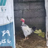 خروس گربه لختی سلطان|حیوانات مزرعه|لشت نشا, |دیوار