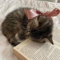 گربه به سرپرستی میگیرم