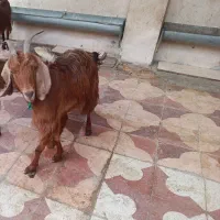 کهره ماده