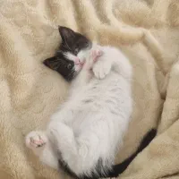 واگذاری بچه گربه|گربه|کرمان, |دیوار