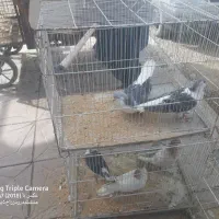 کبوتر رنگی جفتگاه|پرنده|سراوان, |دیوار