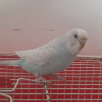 مرغ عشق نیمه دستی