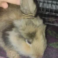 خرگوش عروسکی بازیگوش دستی