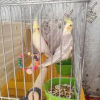 فروش یک جفت عروس هلندی|پرنده|کوار, |دیوار