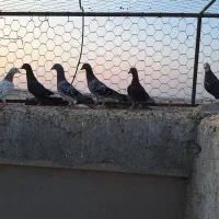 کبوتر|پرنده|شیراز, ارم|دیوار