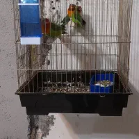 طوطی برزیلی