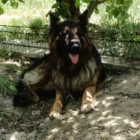 سگ ژرمن شپرد|سگ|مرودشت, نقش رستم|دیوار