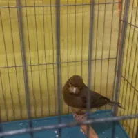 ماده سوخته سرخ