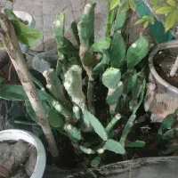 کاکتوس