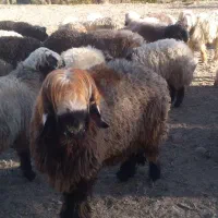 دوعدد نرمیش بختیاری