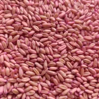 بذر گندم پیشگام چاق در جه یک دیم باران|عمده‌فروشی|خنداب, |دیوار