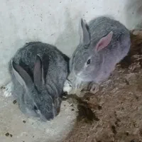 خرگوش میناتوری نژاددار