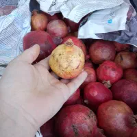 انار|خوردنی و آشامیدنی|کامیاران, |دیوار