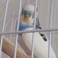 یک مرغ عشق نرماده اش فرارکرده پنج تخم داشت|پرنده|بوکان, |دیوار