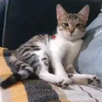 واگذاری گربه پسر‌۷ ماهه(شرح در توضیحات)|گربه|ارومیه, |دیوار