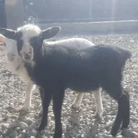 بره ماده رومانف