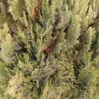 ۶۰۰متر زمین شهرک جهاد