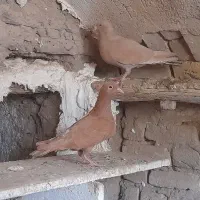 نروماده زرد کرمونی