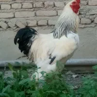 خروس برهما جوان غول پیکر