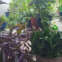 فروش گل|گل و گیاه طبیعی|بروجرد, |دیوار